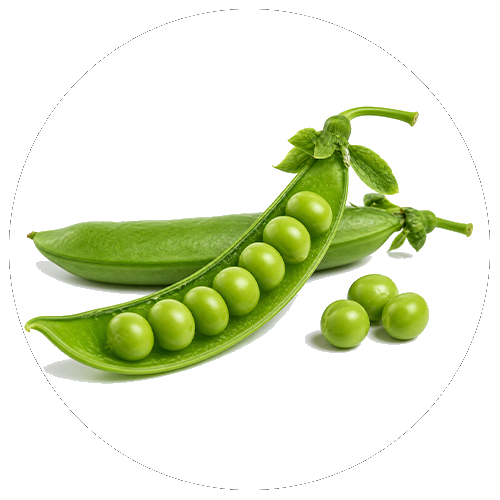 Pea flour